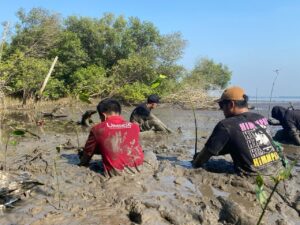Himmpas mangrove conservation