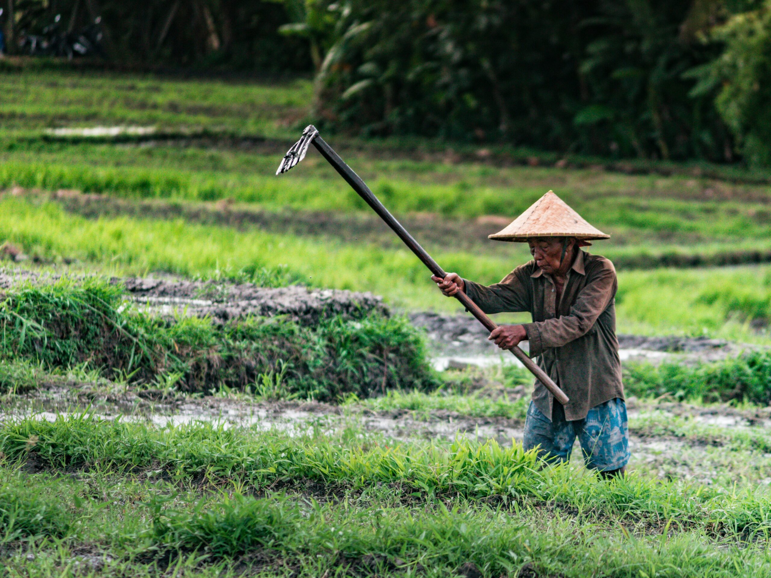 petani milenial (unsplash)