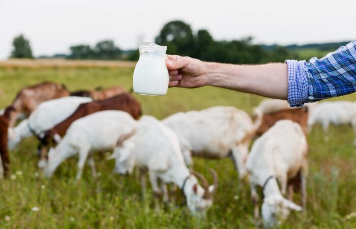 8 Alasan Memilih Kefir Susu Kambing untuk Kesehatan Anda