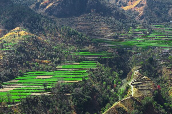 kebijakan food estate (Unsplash)