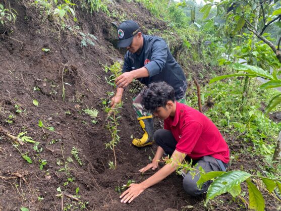 KKNP 38 tanam kayu putih 4