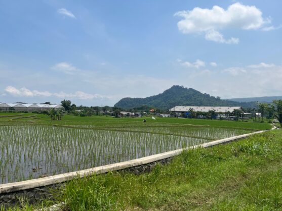 Kekuatan Branding KKN-P 34 Hidupkan Wisata Lumbung Desa