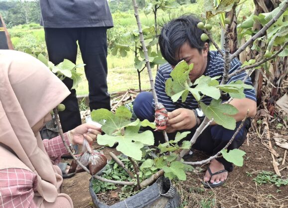 budidaya buah tin