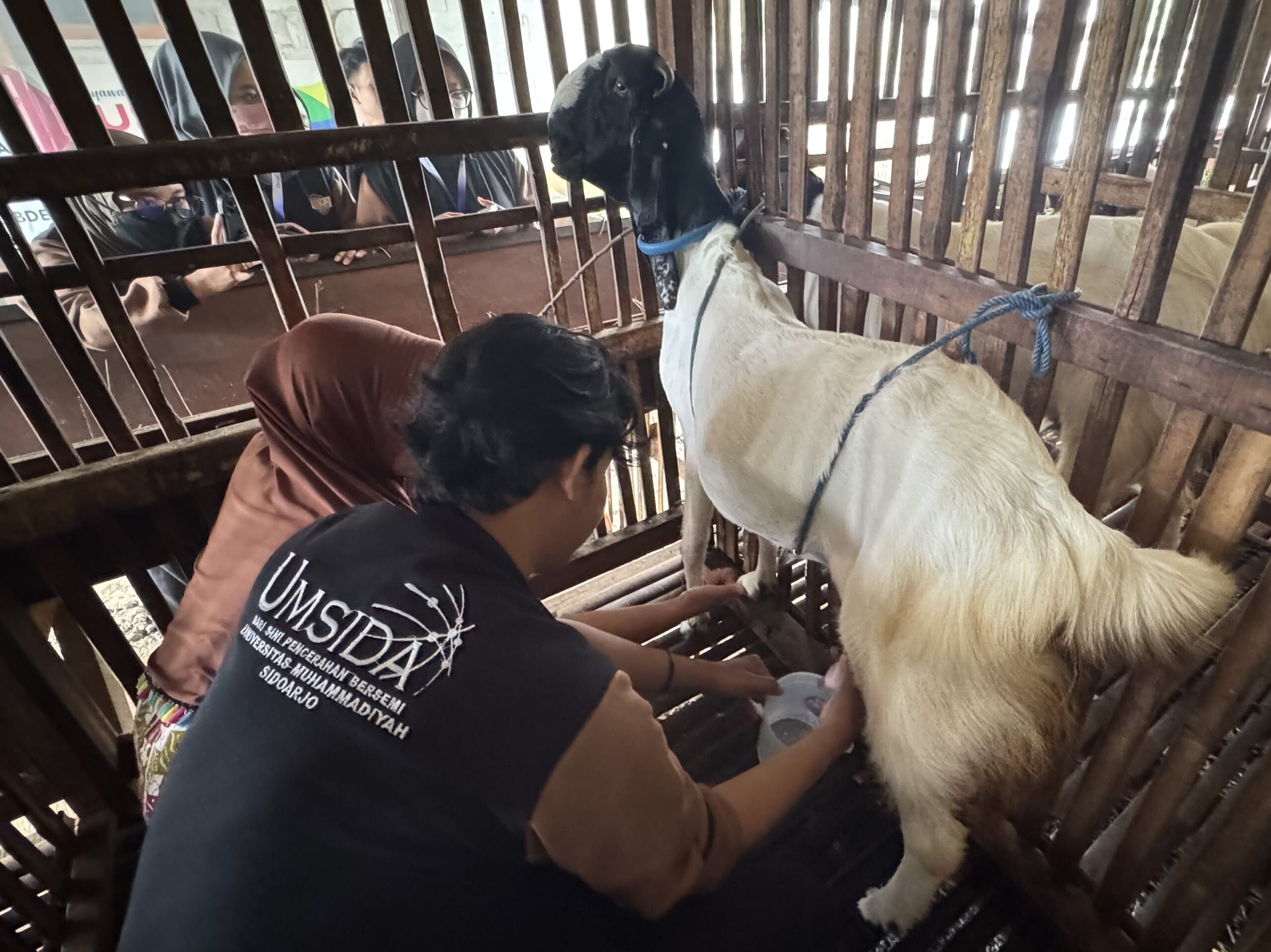 olahan susu kambing desa Sentul 1