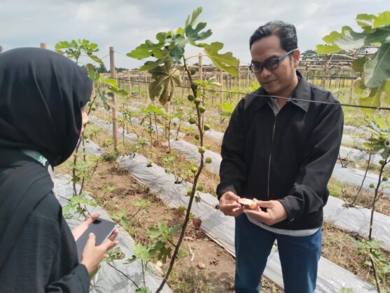 petik buah Candiwatu 1