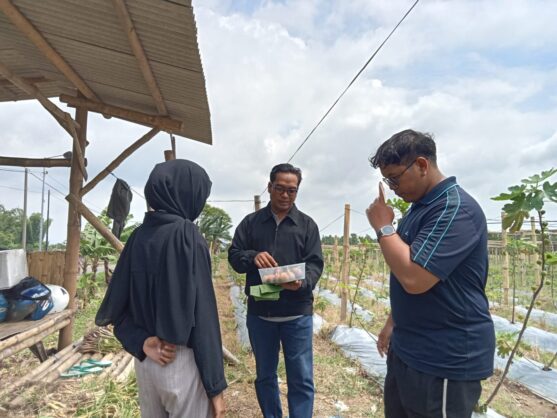 petik buah Candiwatu 1