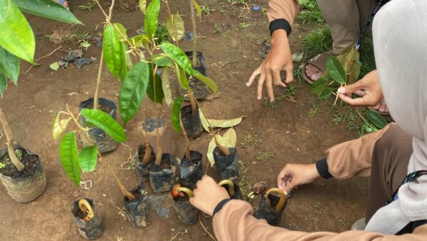 stek batang durian desa Begaganlimo