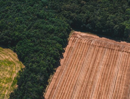konsesi hutan (Pexels) 1