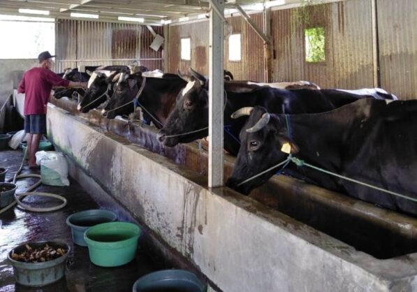 alat pasteurisasi susu