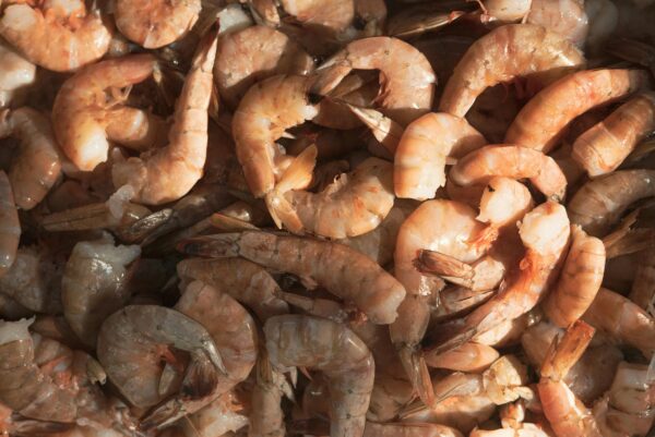 udang terpapar radioaktif