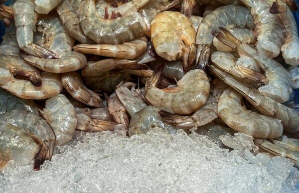 udang terpapar radioaktif 3
