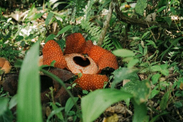 bunga Rafflesia dan agroteknologi (unsplash)