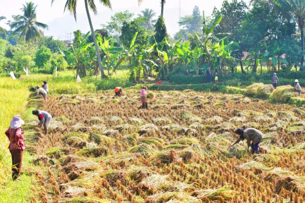 dampak el nino di sektor pertanian