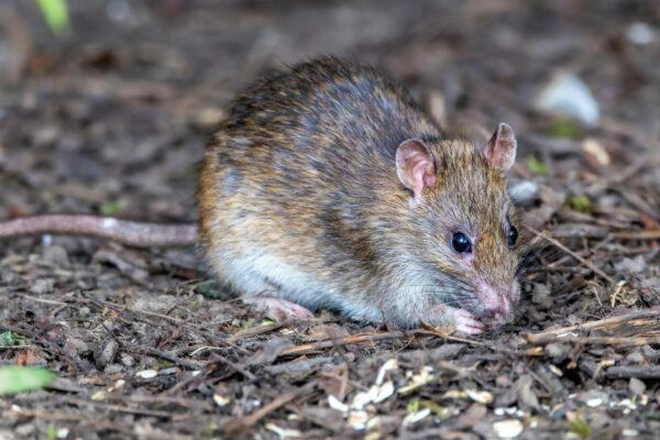 hantavirus