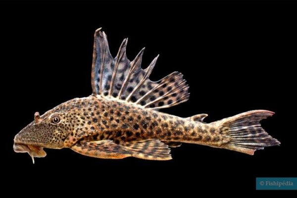 popluasi ikan sapu-sapu