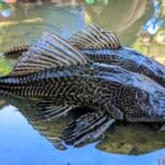 populasi ikan sapu-sapu 1 (Alodokter)