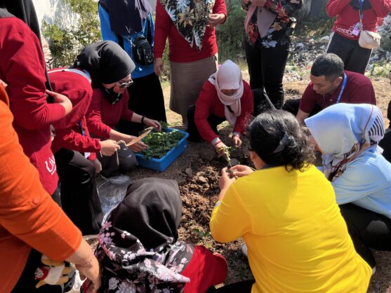 penyebaran bibit tanaman 2