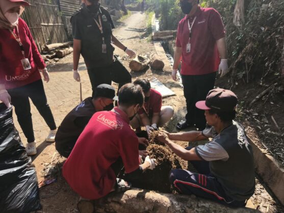 pupuk kompos kotoran sapi