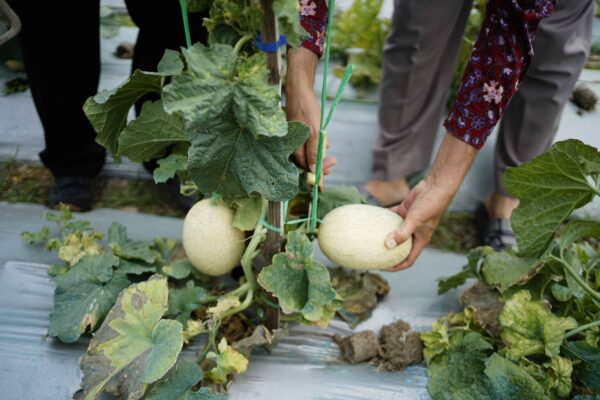 panen budaidaya melon (4)